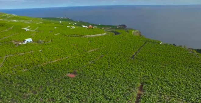 El volcán de La Palma arrasa algunas plantaciones de plátanos