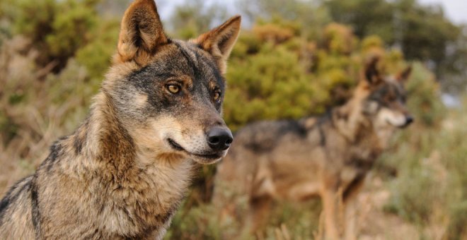 Cazar lobos estará prohibido en Cantabria a partir de este miércoles