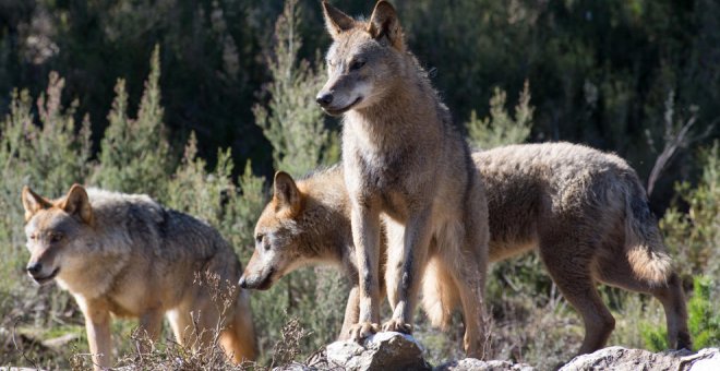 El Gobierno llevará ante la Audiencia Nacional la entrada del lobo en el LESPRE