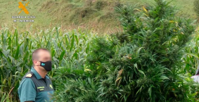 Intervenidas 814 plantas de marihuana en una supuesta plantación de cáñamo