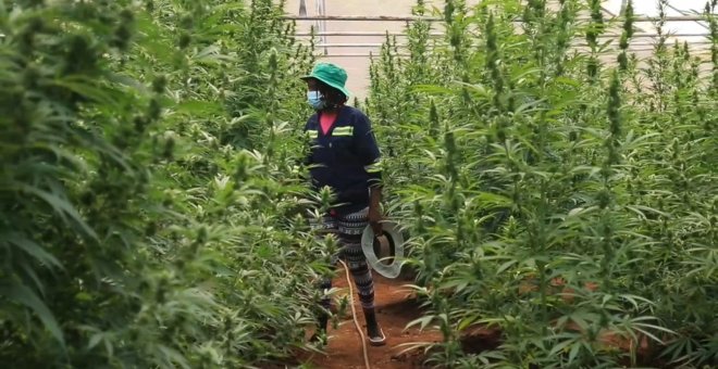 El cannabis: una alternativa "verde" al tabaco en Zimbabue