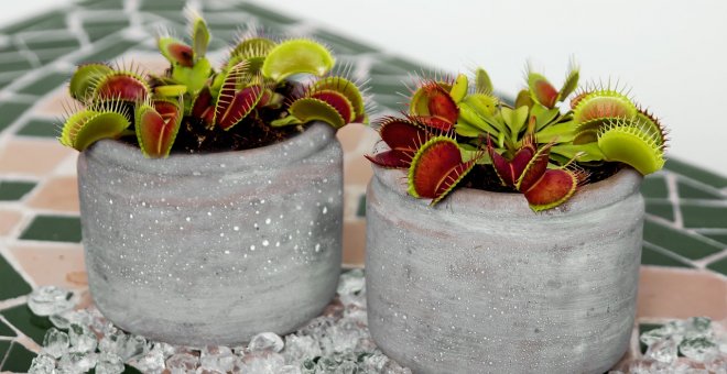 3 plantas carnívoras fáciles de cuidar