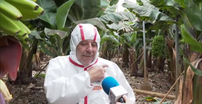 La ceniza cubre las plantaciones de plátano en La Palma