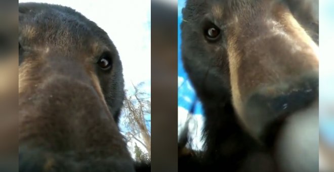 Recupera una GoPro perdida y descubre las divertidas peripecias de un oso que se topó con la cámara