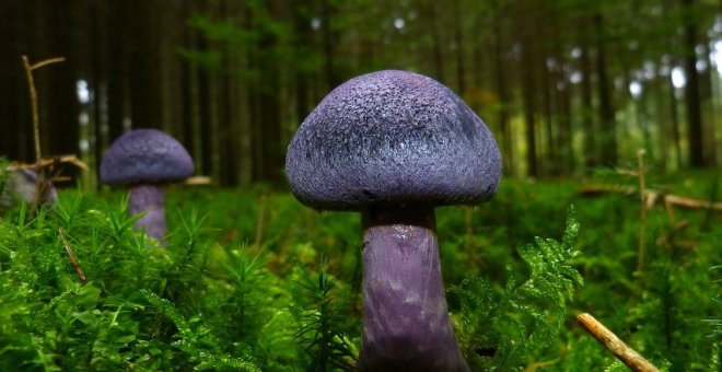 Los 68 beneficios del bosque, más allá de la madera y la biodiversidad