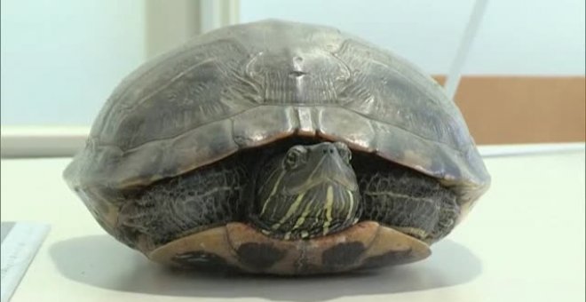 Una tortuga en medio de una pista de aterrizaje obliga a cancelar cinco vuelos