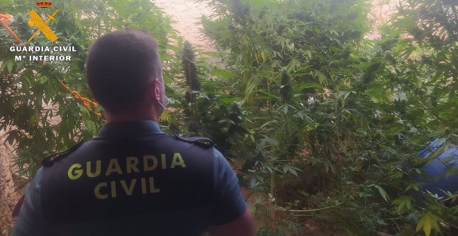 Un sexagenario es detenido en Caudete por tener en su corral ocho plantas de marihuana