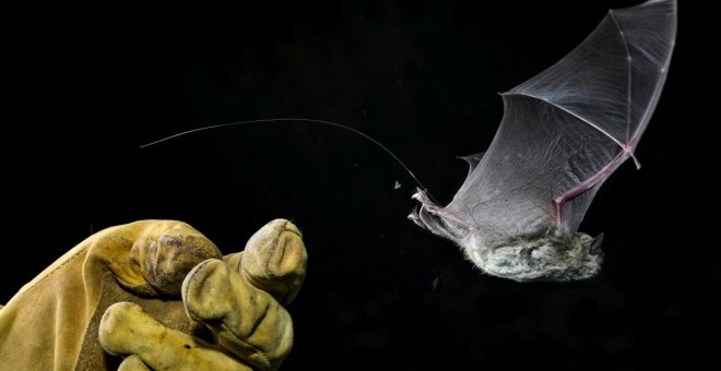 El único murciélago de España en peligro de extinción se reproduce por primera vez en Castilla-La Mancha