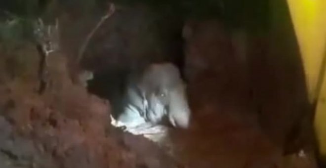 Rescatada una cría de elefante que cayó a un pozo en La India.