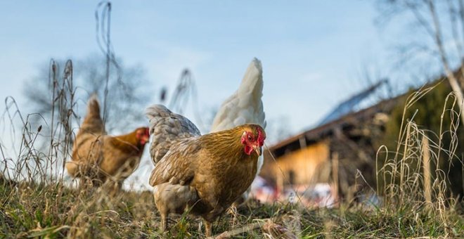 Gallinas camperas: ejemplo de ganadería respetuosa con el medio ambiente y viable económicamente