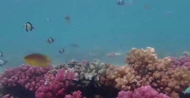 Peligran los arrecifes de coral
