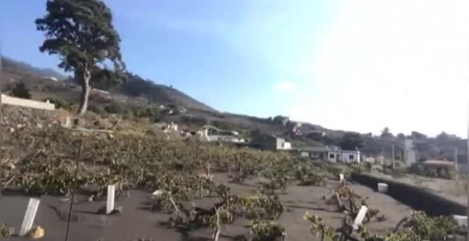 El volcán destruye el 13% de los viñedos de La Palma