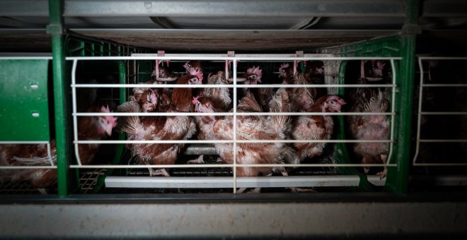 Cadáveres podridos, ratas y huevos con ácaros: destapan la crueldad de una granja de gallinas de Guadalajara