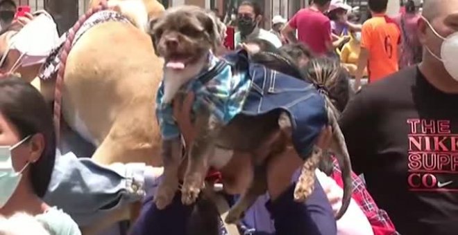Bendición anual de mascotas en Lima en recuerdo de su patrón San Francisco Asís