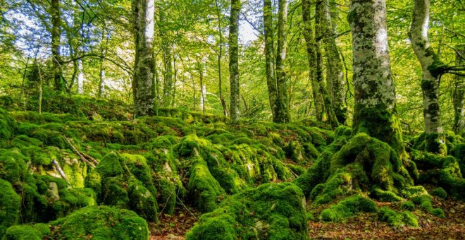 Selva de Irati: una ruta por este paraíso otoñal