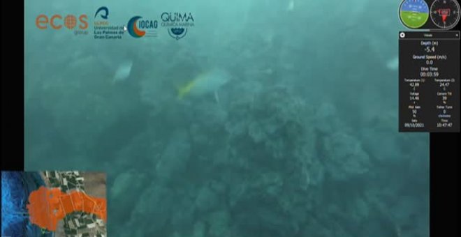 Imágenes submarinas de la fajana de La Palma