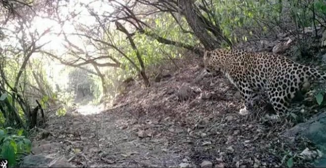 Pakistán crea un santuario de 10 kilómetros de radio para la conservación del leopardo