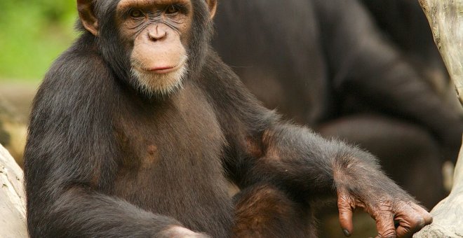 Principia Marsupia - ¿Qué nos separa de los chimpancés y nos hace humanos?