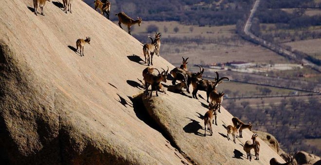 ¿Qué está pasando con la cabra montés del Parque Nacional de Guadarrama?