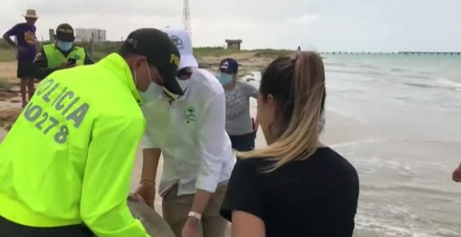 Liberadas en el mar 31 tortugas que habían sido capturadas por traficantes en Colombia