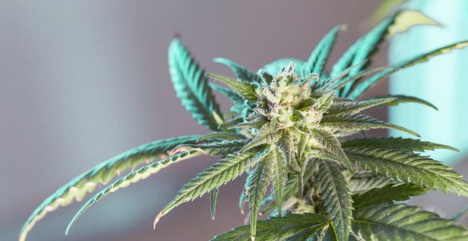 El Gobierno sólo contempla regular el cannabis "desde una perspectiva sanitaria"