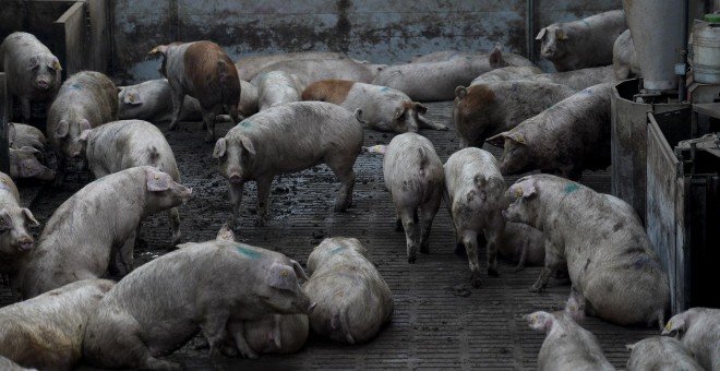 Un vídeo muestra cómo viven los animales de la granja más contaminante de Europa