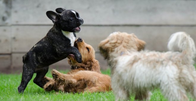 El DNI de perros y gatos será obligatorio a partir de 2022