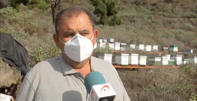 Los apicultores de La Palma dan por perdida la cosecha del año que viene