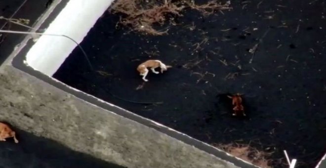 El 'Grupo A' que rescató a los perros atrapados por la lava en La Palma entrega a los animales