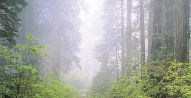 Bosques musicales, de Serrat a Rozalén