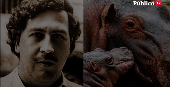 Los hipopótamos de Pablo Escobar: un problema medioambiental