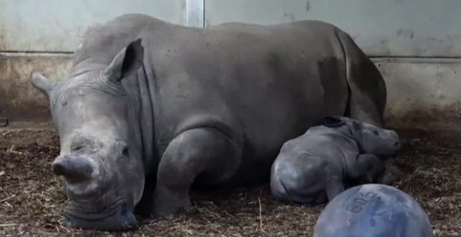 Nace en un zoo de Holanda una nueva cría de rinoceronte