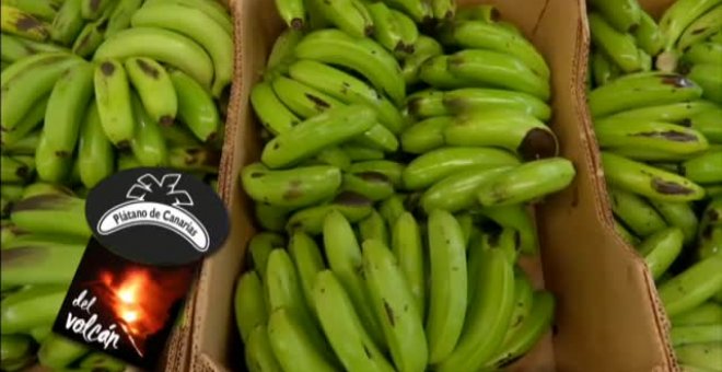 Los plátanos de La Palma llevarán una etiqueta para garantizar su calidad