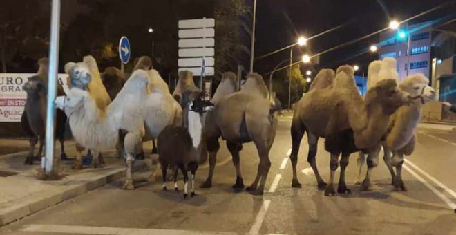 La Policía localiza ocho camellos y una llama paseando por calles de Madrid tras escaparse de un circo