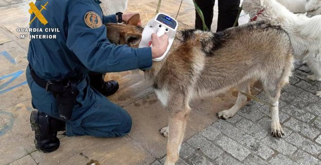 Investigada una mujer que ejercía de veterinaria sin titulación