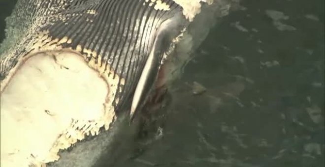 Alrededor de 30 tiburones devoran una ballena muerta en Australia