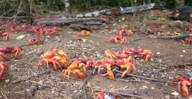Comienza la migración de los cangrejos rojos gigantes en Isla de Navidad en Australia