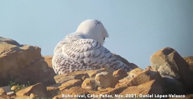 Dos búhos de la tundra ártica en el Cabo de Peñas