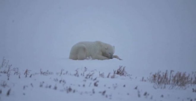 El cambio climático, una amenaza para los osos polares