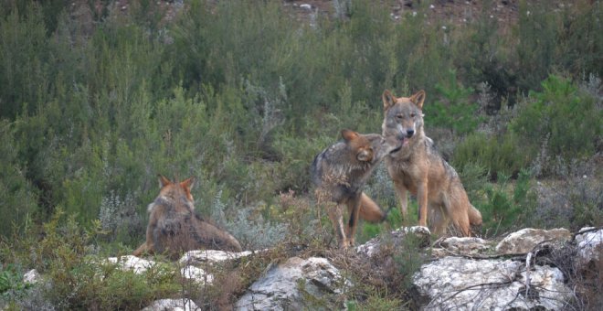 Cantabria paraliza la aprobación de la Estrategia del lobo