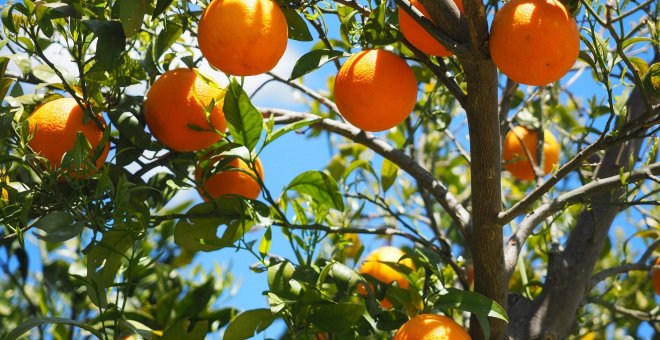 València exprime todo el potencial de la naranja ante Europa