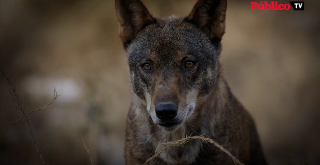 'Compartiendo la Tierra', el documental sobre la coexistencia de la ganadería y el lobo