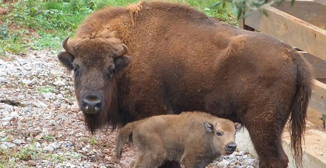 Nacen en Cabárceno dos bisontes lowland, de los que hay 80 ejemplares en el mundo