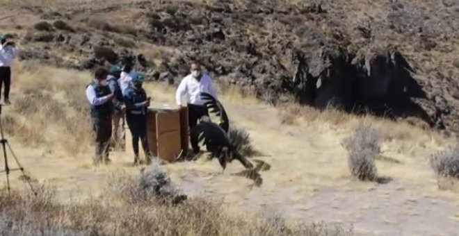 Liberan al cóndor andino Sinchi tras recuperarse de una intoxicación