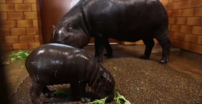 Nace en Francia una cría de hipopótamo pigmeo, una especia en peligro de extinción