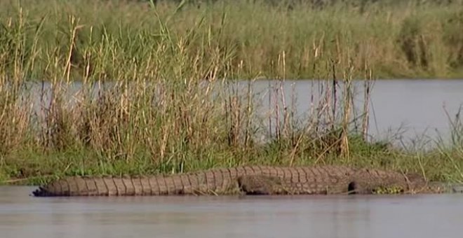 Una joven británica sobrevive al ataque de un cocodrilo en Zambia