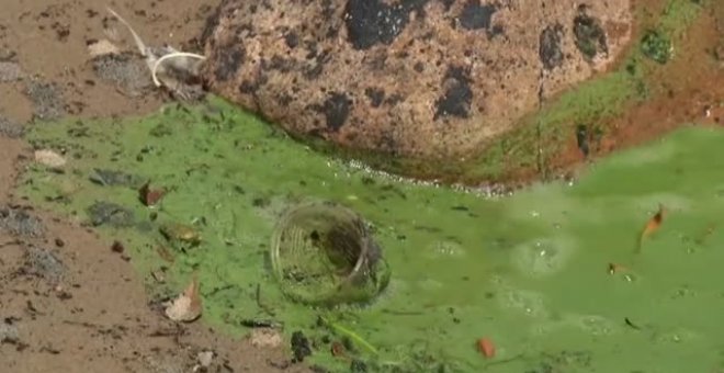 Algas alimentadas por la contaminación cubren de verde el lago de Maracaibo en Venezuela