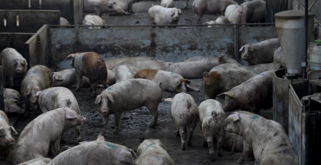 Castilla-La Mancha ultima una moratoria indefinida para impedir la instalación de nuevas macrogranjas de cerdos