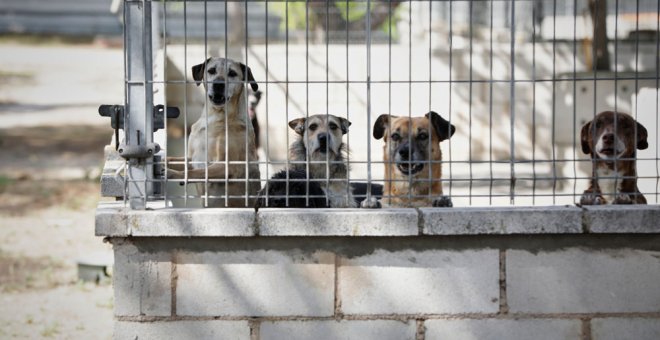 Las mascotas que no tengan la vacuna contra la rabia no podrán salir de Ceuta y Melilla