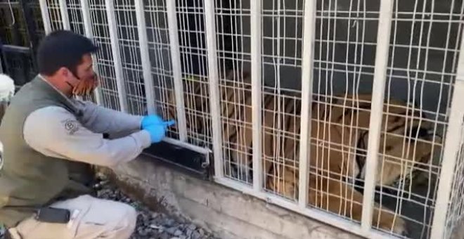 Comienza un plan de vacunación animal en un zoo chileno